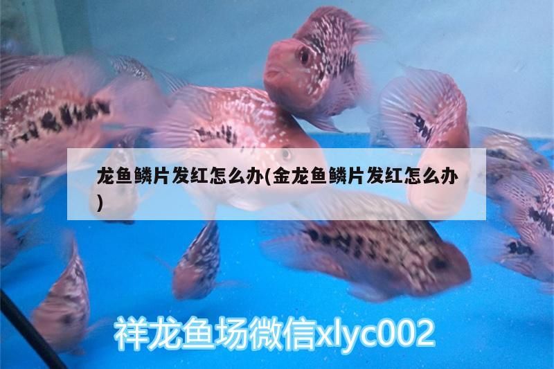 龍魚鱗片發紅怎么辦(金龍魚鱗片發紅怎么辦)