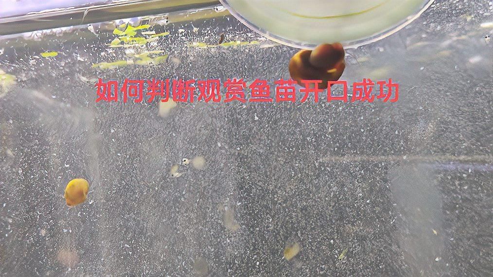如何判斷魚苗是否開口成功？