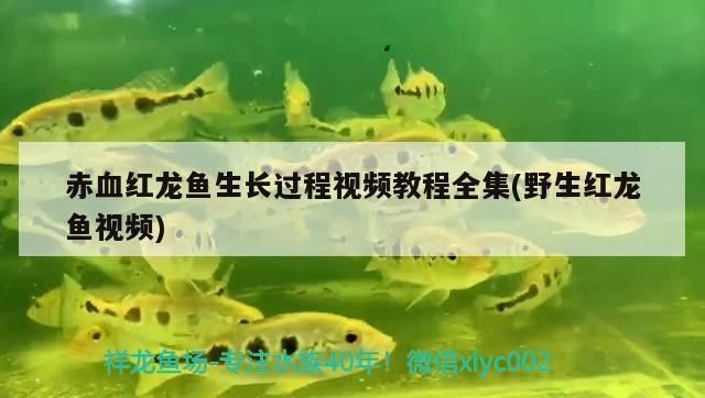 紅龍魚背景選什么顏色好看：紅龍魚適合在什么樣的背景中擺放合適的背景顏色搭配 紅龍魚背景選什么顏色好看：紅龍魚適合在什么樣的背景中擺放合適的背景顏色搭配 觀賞魚百科 第2張