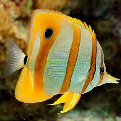 火箭魚圖片