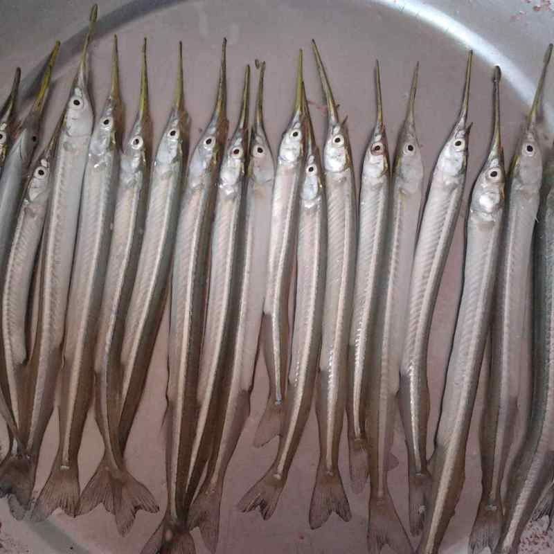 火箭魚圖片