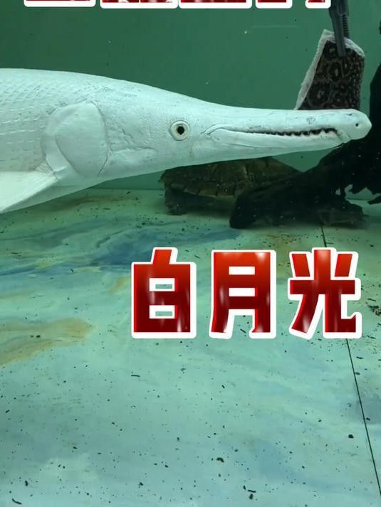 火箭魚圖片