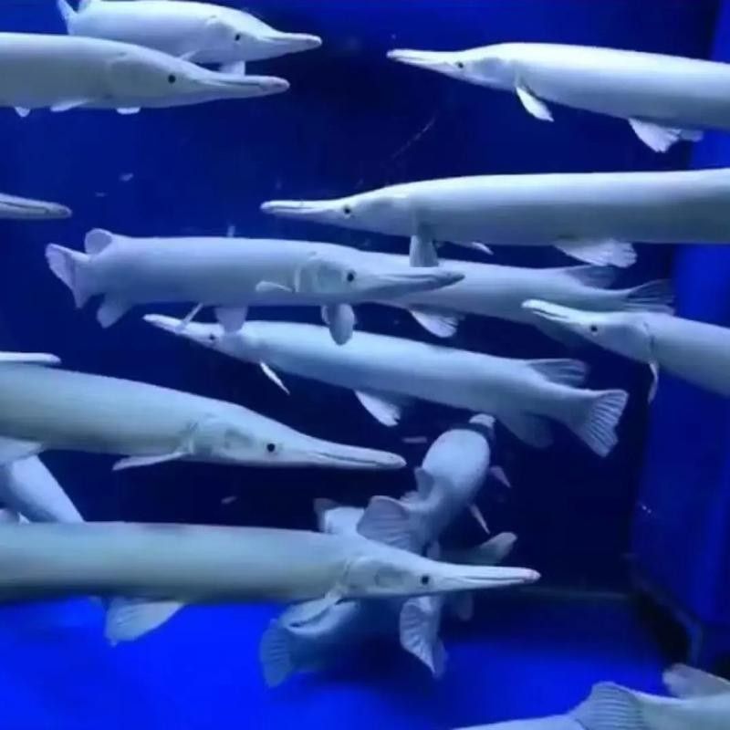 火箭魚圖片