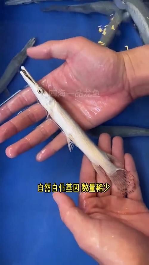 火箭魚圖片