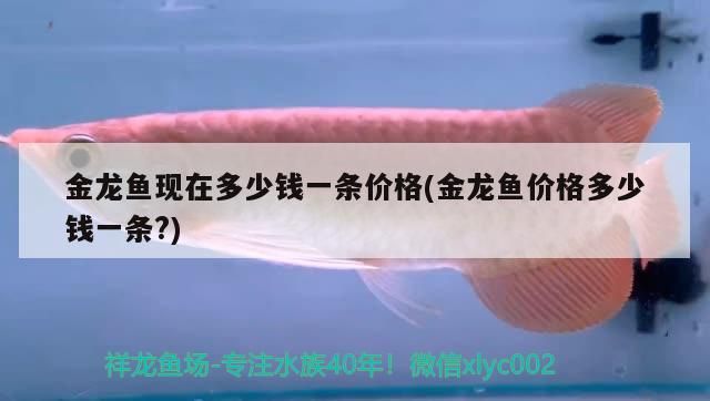 金龍魚現(xiàn)在多少錢一條價格(金龍魚價格多少錢一條?)
