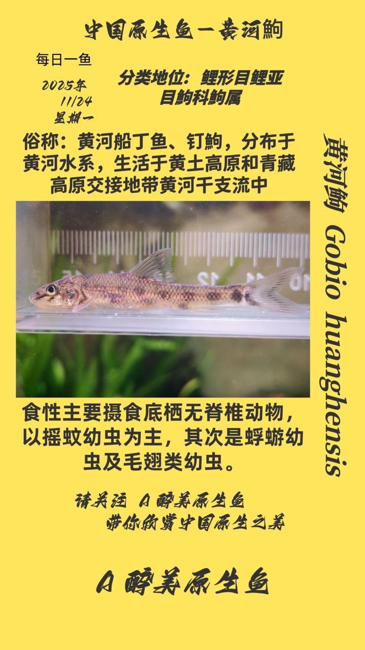 黃河鮈