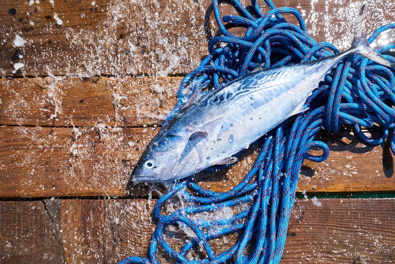雷龍魚能養幾條(養一條雷龍魚需要多大魚缸)