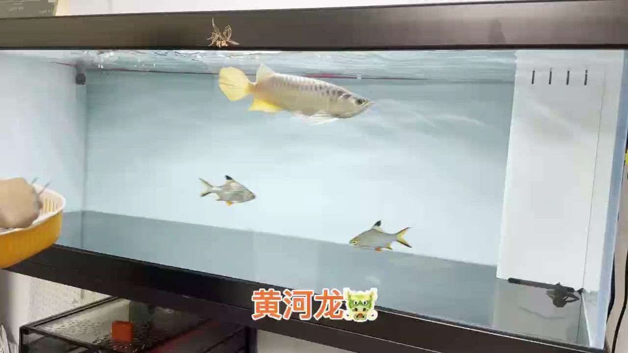 鰭尾,狀態(tài)方方面面夠用。只需1.3W 需 龍魚論壇 鰭尾,狀態(tài)方方面面夠用。只需1.3W 需 鰭尾,狀態(tài)方方面面夠用。只需1.3W 需 龍魚論壇