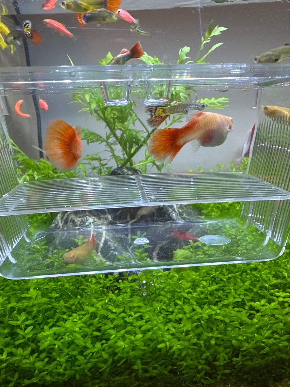 這兩條魚(yú)什么時(shí)候能生
