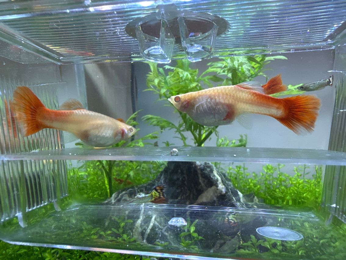 這兩條魚(yú)什么時(shí)候能生