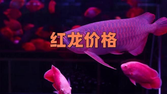 余江紅龍魚