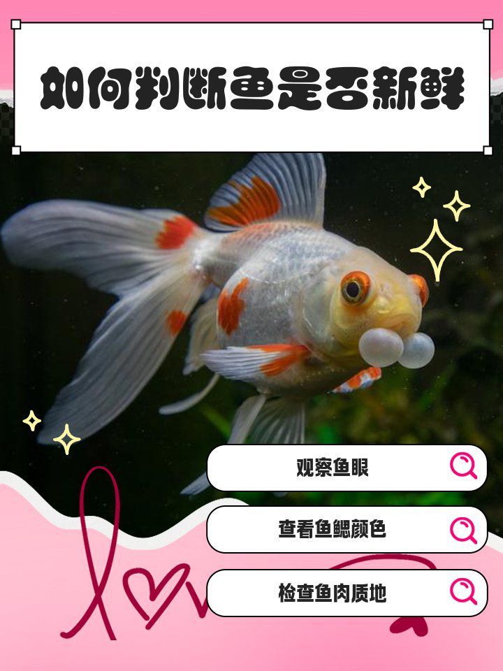 如何挑選新鮮的脆魚和龍魚？