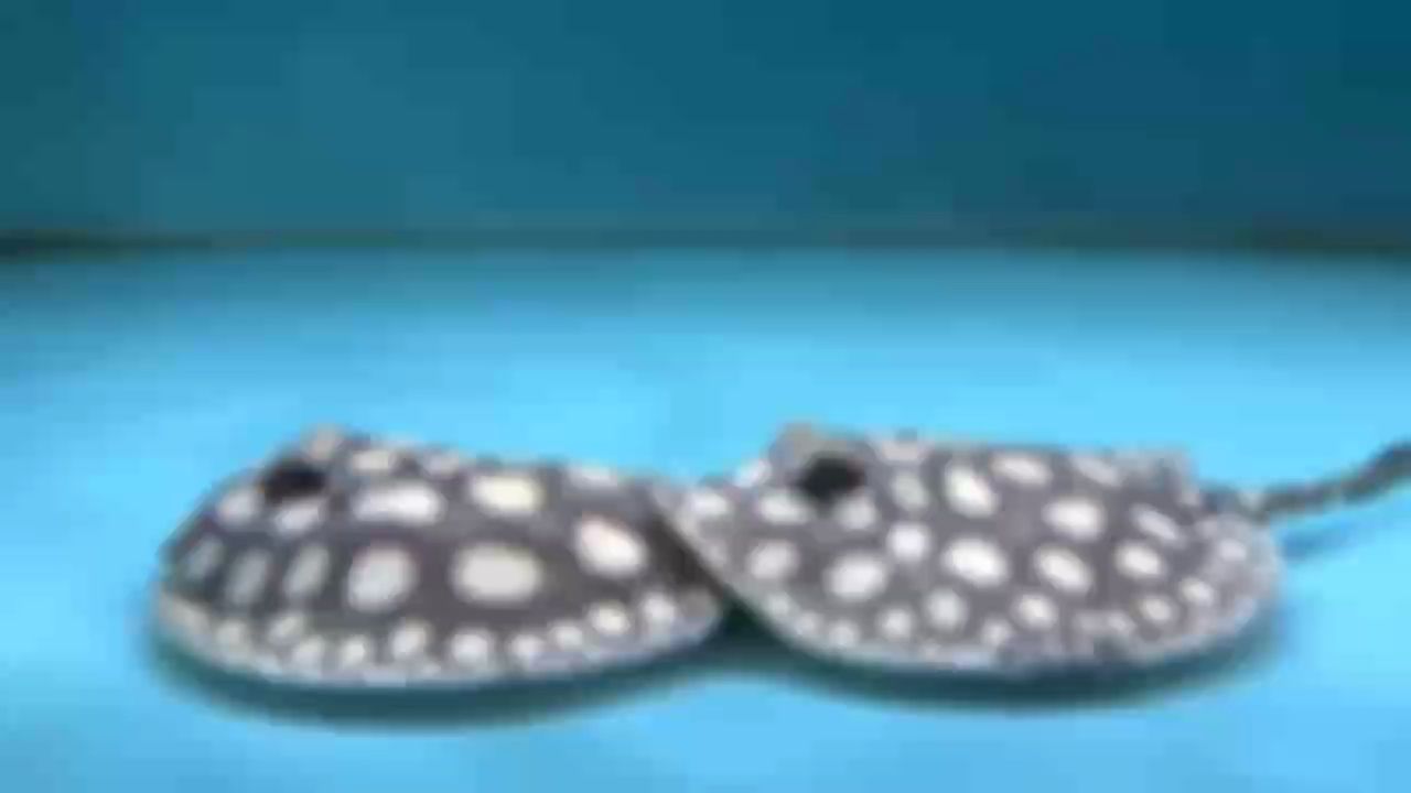 一季冬來，一季等待 圓潤規則的大點，就是賞心悅目