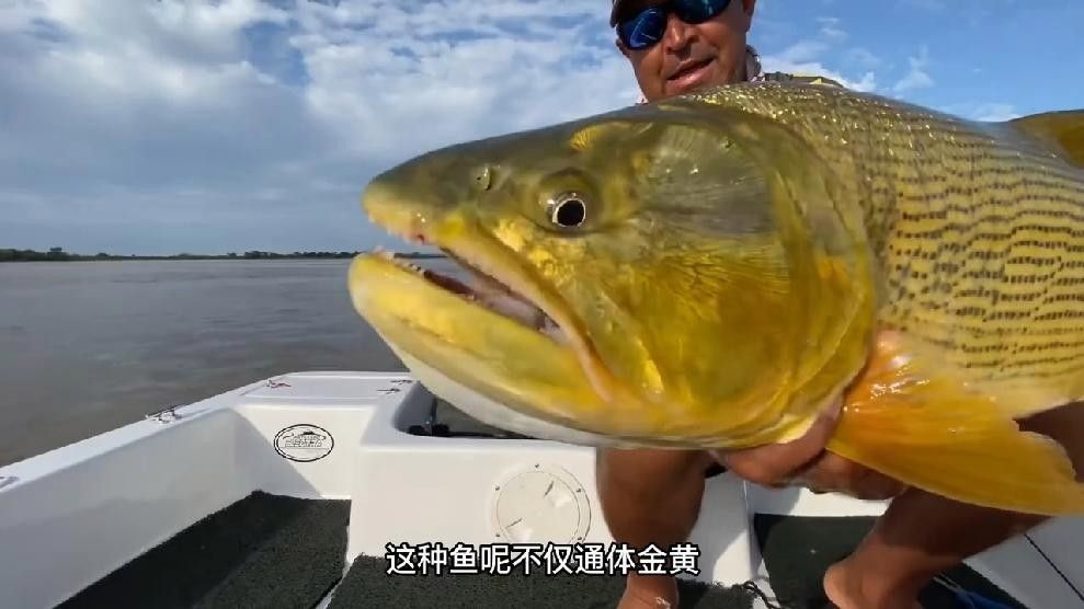 黃金虎魚圖片及價格 黃金虎魚圖片及價格 觀賞魚百科 第8張