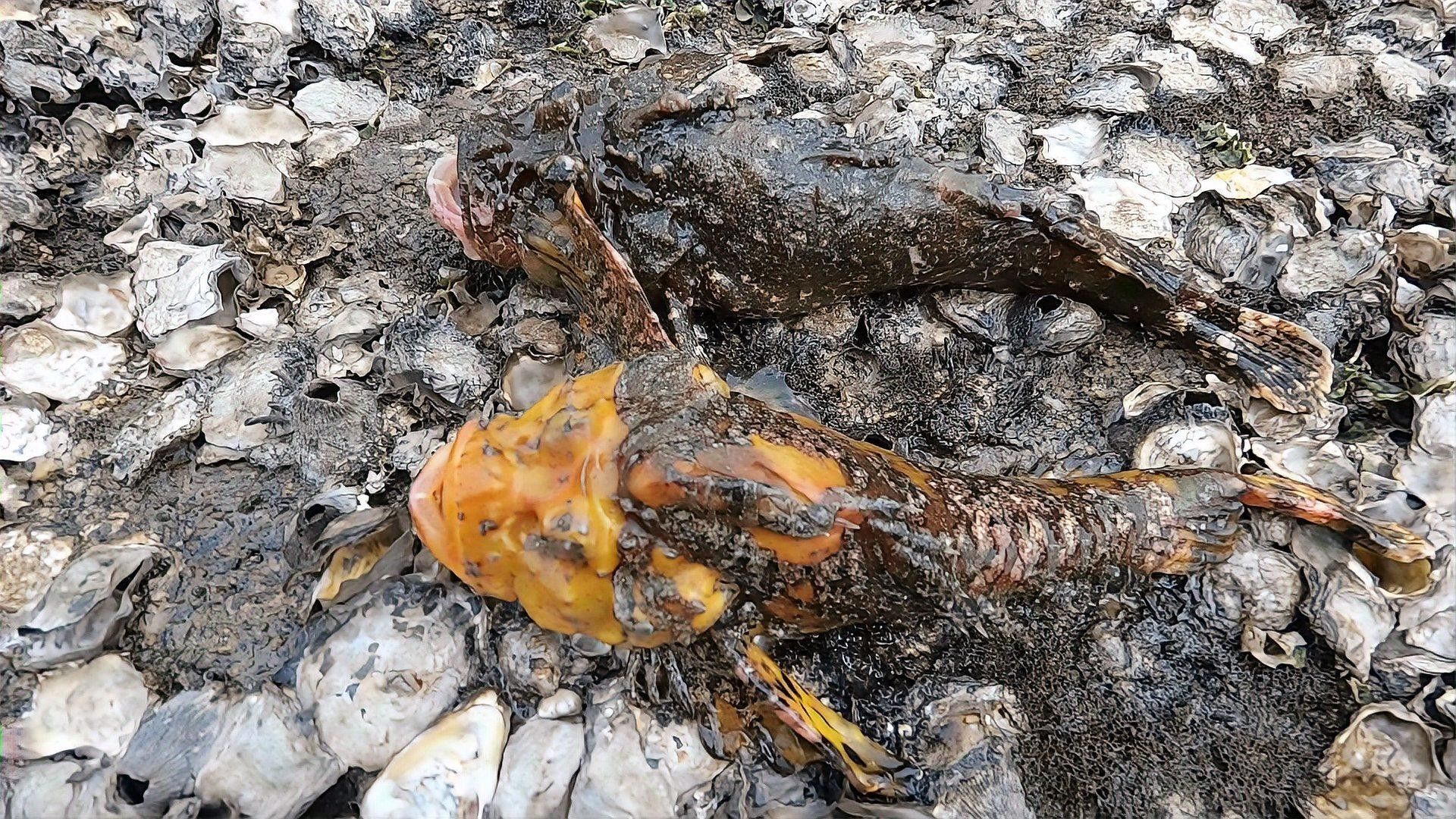 黃金虎魚圖片及價格 黃金虎魚圖片及價格 觀賞魚百科 第7張