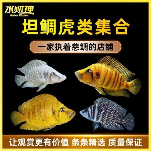 黃金虎魚圖片及價格 黃金虎魚圖片及價格 觀賞魚百科 第5張