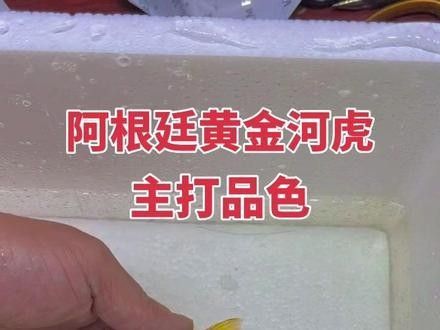 黃金虎魚圖片及價格 黃金虎魚圖片及價格 觀賞魚百科 第11張