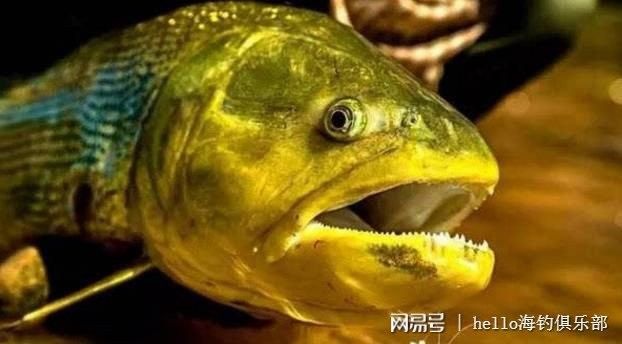 黃金虎魚圖片及價格 黃金虎魚圖片及價格 觀賞魚百科 第10張