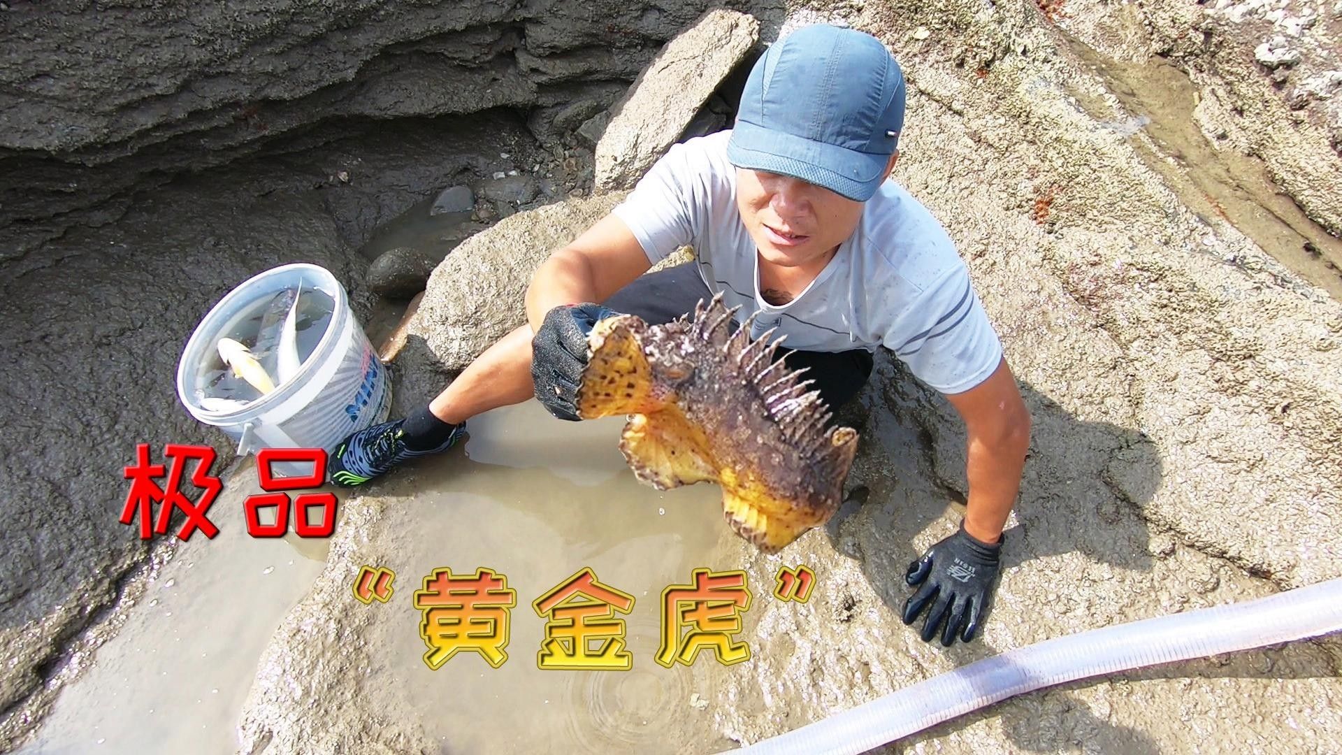 黃金虎魚圖片及價格 黃金虎魚圖片及價格 觀賞魚百科 第9張