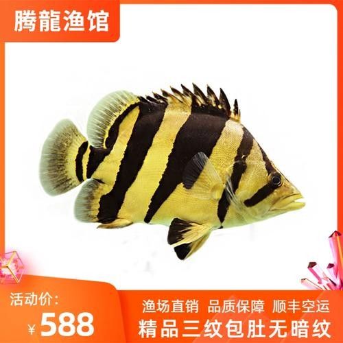 印尼虎魚三紋好還是四紋好