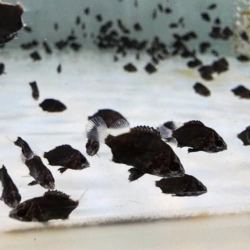印尼虎魚三紋好還是四紋好