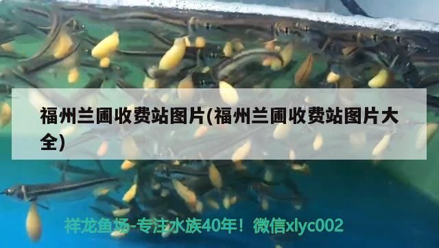 福州蘭圃收費站圖片(福州蘭圃收費站圖片大全) 福州蘭圃收費站圖片(福州蘭圃收費站圖片大全) 觀賞魚百科