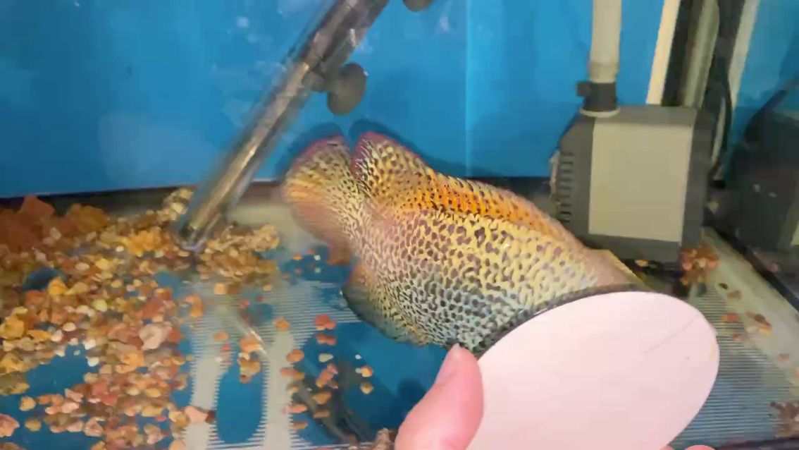 個體魚