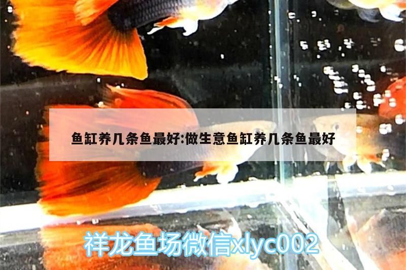 魚缸養幾條魚最好:做生意魚缸養幾條魚最好
