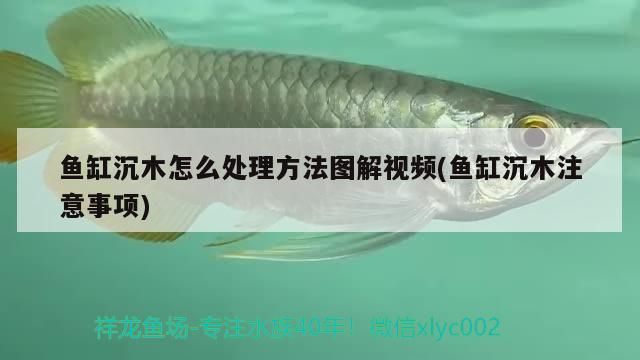 魚缸沉木怎么處理方法圖解視頻(魚缸沉木注意事項) 魚缸沉木怎么處理方法圖解視頻(魚缸沉木注意事項) 觀賞魚百科