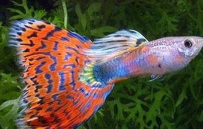 不吃魚的觀賞魚（不吃魚的觀賞魚品種推薦）