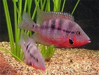 不吃魚的觀賞魚（不吃魚的觀賞魚品種推薦）