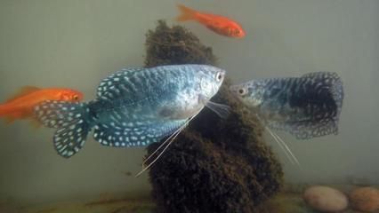 不吃魚的觀賞魚（不吃魚的觀賞魚品種推薦）