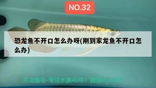 恐龍魚不開口怎么辦呀(剛到家龍魚不開口怎么辦)