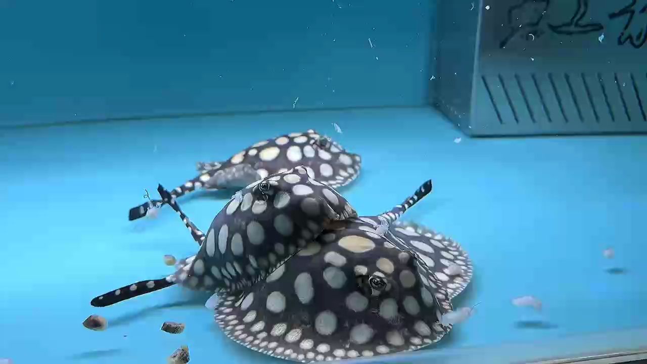?? ? ?? ?? “叮！請接收周一上班的信號”