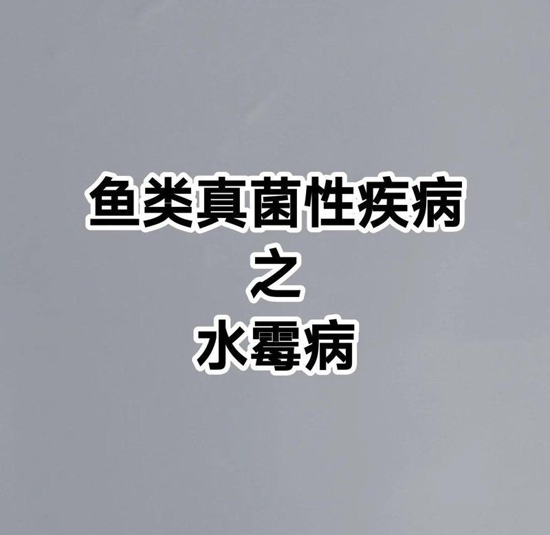 如何判斷龍魚(yú)是否患有水霉病或白點(diǎn)病？