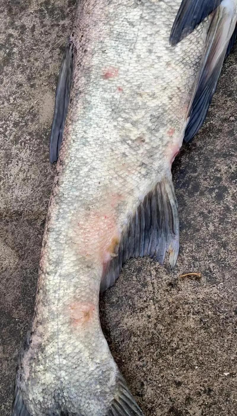 如何判斷龍魚(yú)是否患有水霉病或白點(diǎn)病？