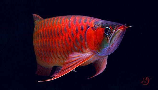 下陸龍魚圖片大全