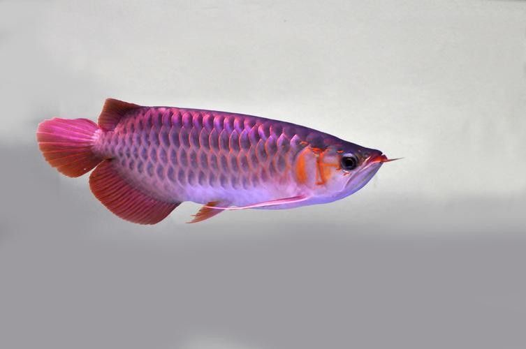 下陸龍魚圖片大全