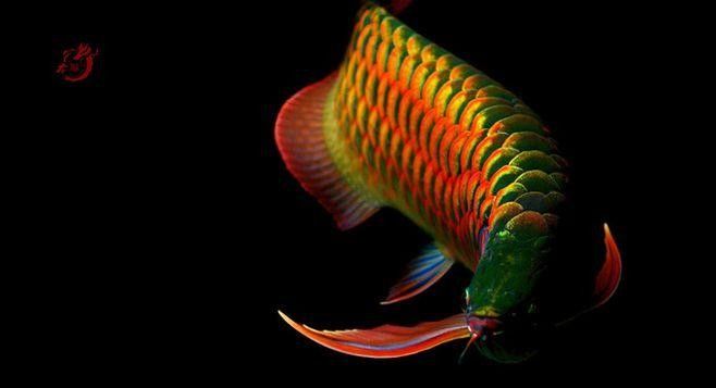 下陸龍魚圖片大全