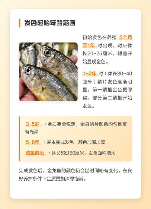 哪些龍魚品種適合發色？