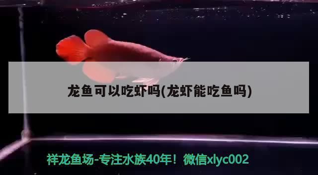 龍魚(yú)可以吃蝦嗎(龍蝦能吃魚(yú)嗎)