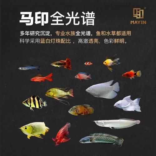 有哪些品牌的龍魚(yú)發(fā)色燈推薦？