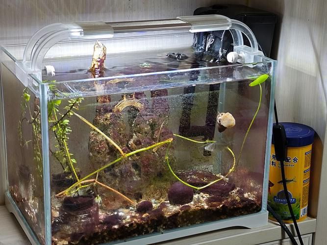 有哪些品牌的龍魚發(fā)色燈推薦？