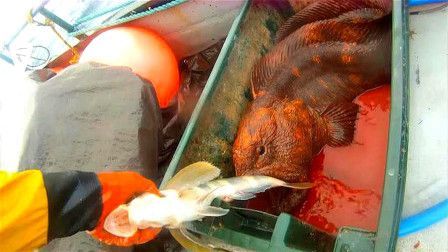 非洲龍魚怎么吃（龍魚喂食方法視頻） 非洲龍魚怎么吃（龍魚喂食方法視頻） 觀賞魚百科 第4張
