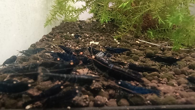 水晶蝦養殖樂趣，愛好者，歡迎交流關注。 水晶蝦養殖樂趣，愛好者，歡迎交流關注。 龍魚論壇 第1張