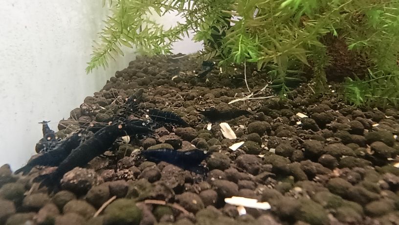 水晶蝦養殖樂趣，愛好者，歡迎交流關注。 水晶蝦養殖樂趣，愛好者，歡迎交流關注。 龍魚論壇 第2張