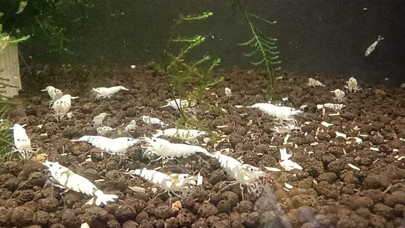 水晶蝦養殖樂趣，愛好者，歡迎交流關注。 水晶蝦養殖樂趣，愛好者，歡迎交流關注。 龍魚論壇 第6張