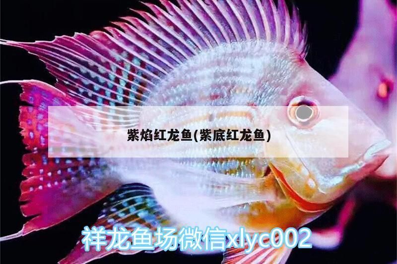 紫焰紅龍魚(紫底紅龍魚) 紫焰紅龍魚(紫底紅龍魚) 觀賞魚百科