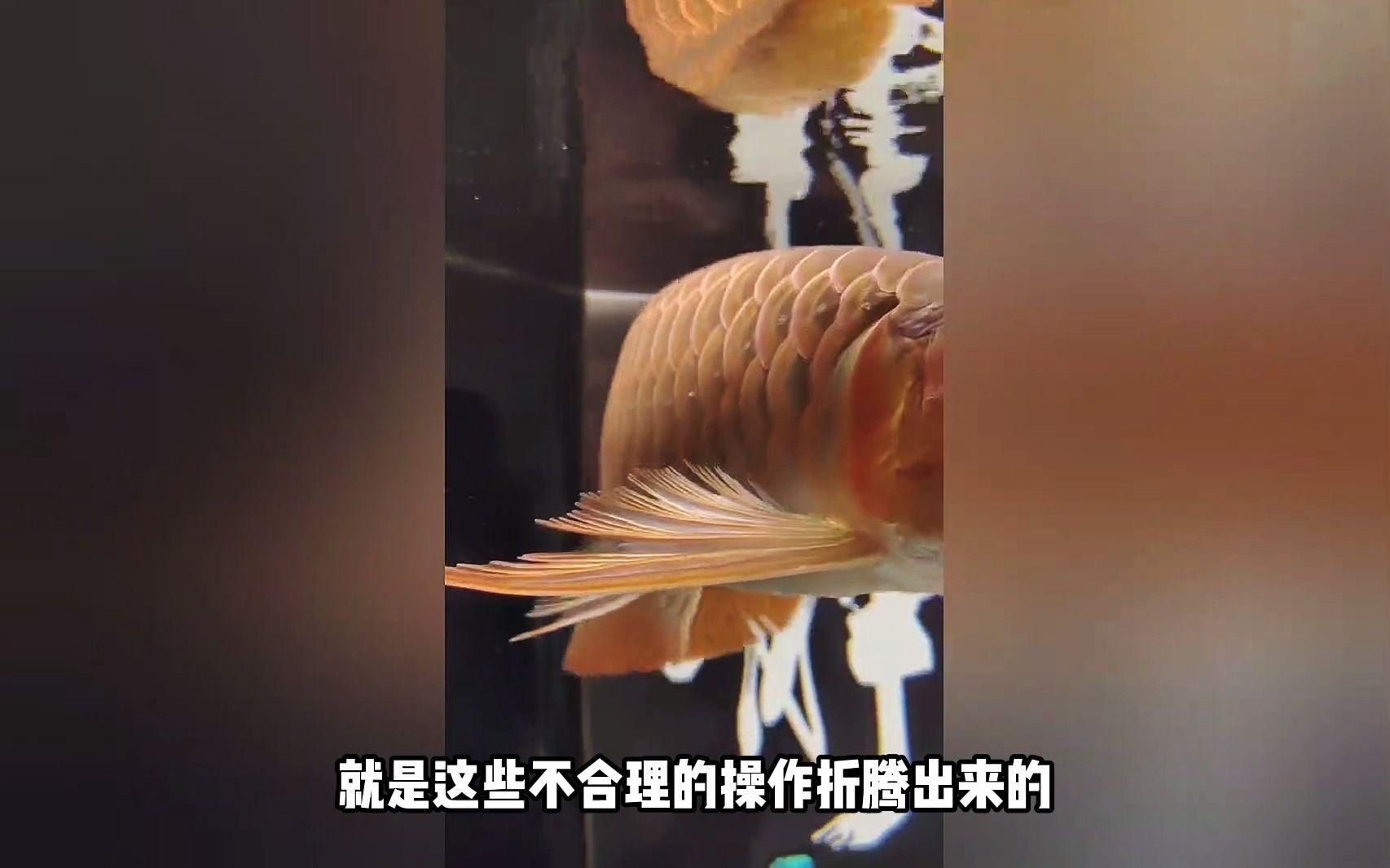 如何判斷龍魚是否患有這些病？