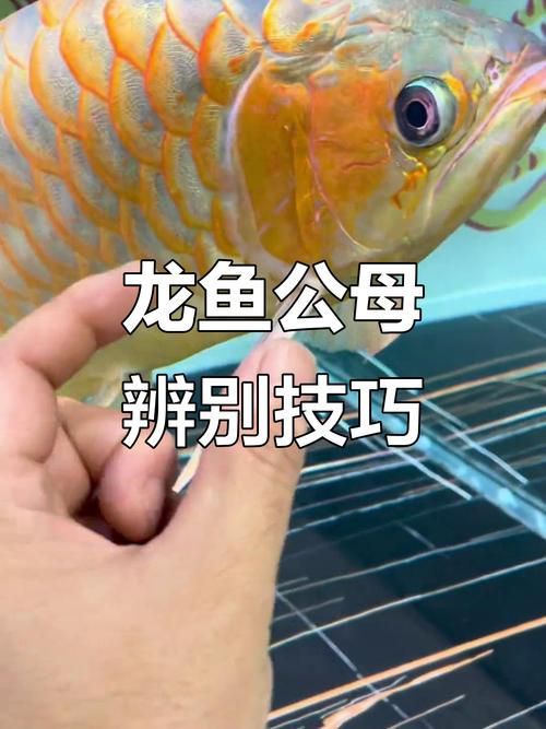 金龍魚品相評分標準